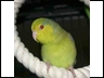 "Jake" h/r Green Fallow split Cinnamon Pacific Celestial Parrotlet male owned by Kevin Poole