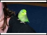 "Pablo" baby h/r Green Pacific Celestial Parrotlet male