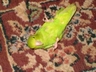 'Millie' Mr & Mrs Hopes female Green Rump parrotlet playing dead