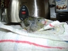 baby Lineolated Parakeet