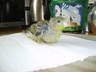 Baby Lineolated Parakeet