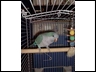 "Tinker" Our male Quaker Parrot