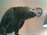 "Dipsy" our female Congo African Grey Parrot