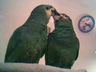 "Monet & Truffles Our O.W.Amazon Parrots