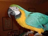 "Rio" Our Blue & Gold Macaw Parrot