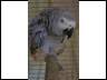 "Romph" Our female Congo African Grey Parrot