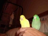 "Mickie & Goldie" our Male Spectacled & our male Lutino Pacific Celestial Parrotlet