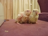 Baby Creamino Lineolated Parakeets