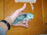 Lineolated Parakeet
