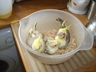 Cockatiels