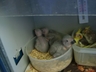 Baby Greys