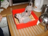 Baby Greys