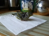 Lineolated Parakeet