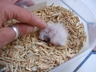 Baby Grey