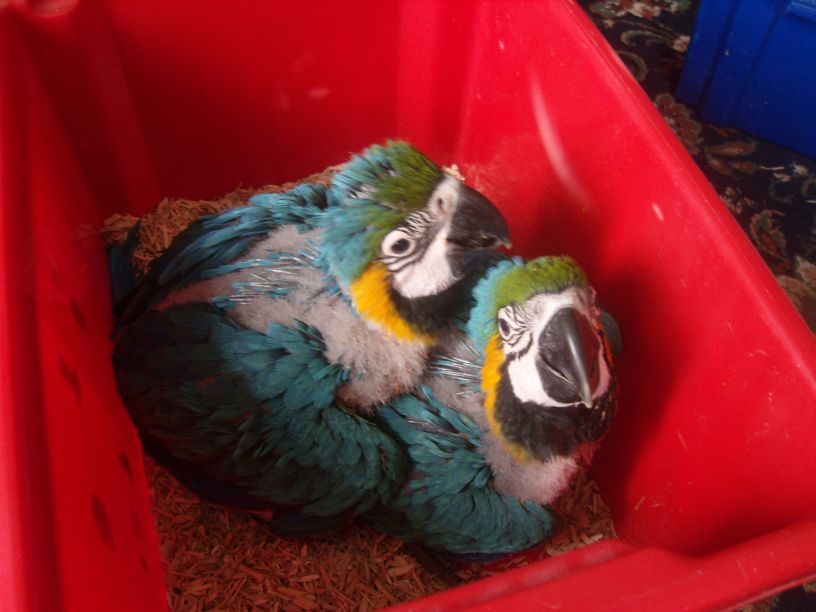 Macaws+as+pets